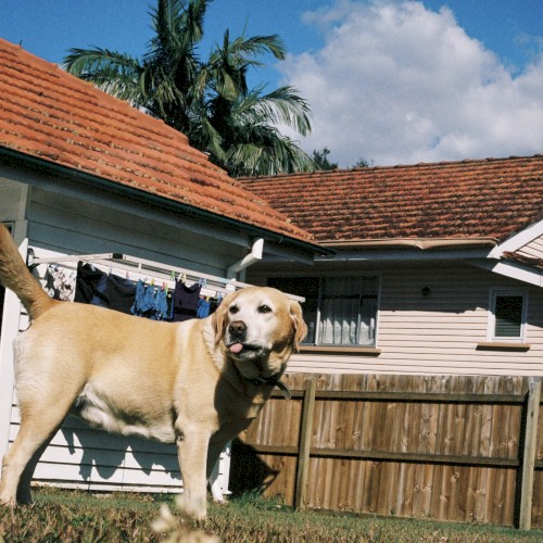 Album art for Charlie by Mallrat